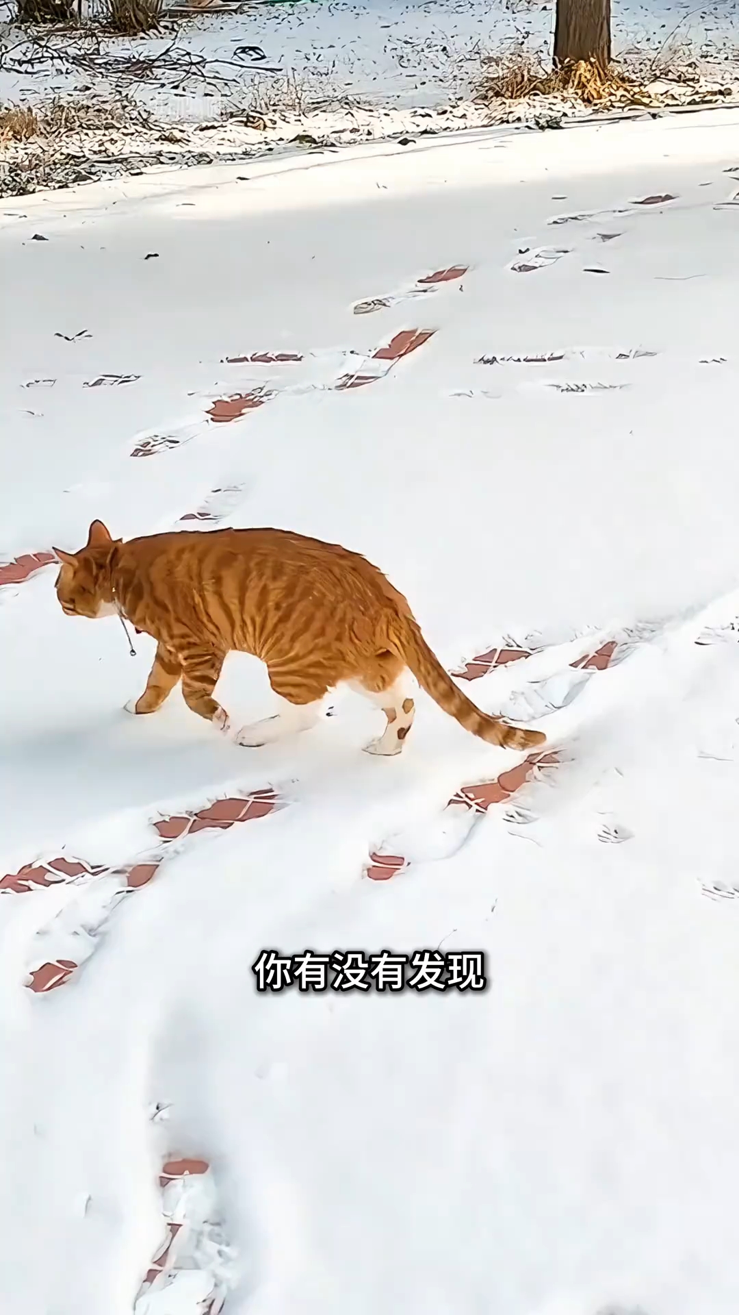猫咪走路的时候,为什么只有两个脚印!