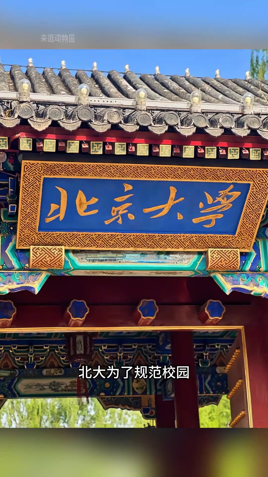 可爱的猫咪们也有档案了