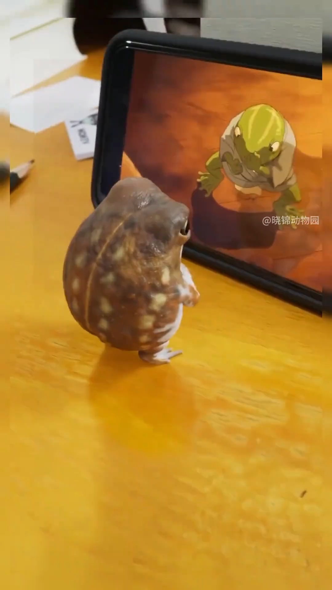 不会游泳的小蛤蟆,馒头蛙!