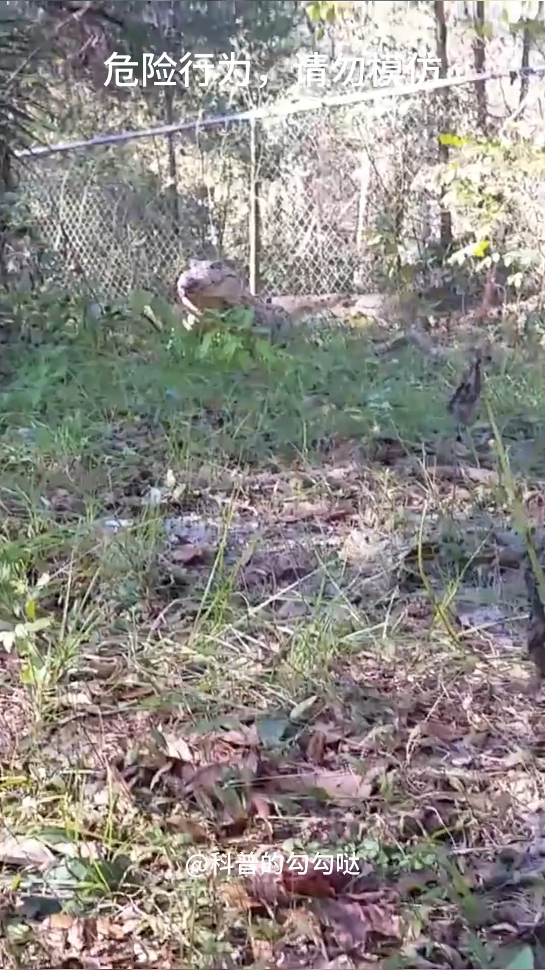 古巴鳄,一种狗里狗气的鳄鱼