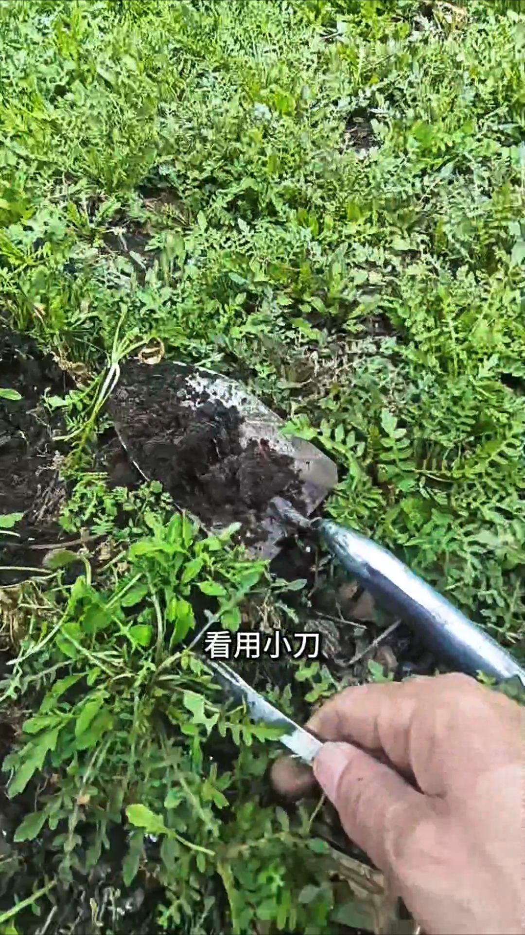 春天来了,赶紧到这里挖荠菜