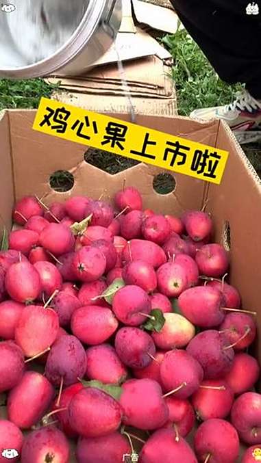 优质农产品 我为家乡农产品代言 鸡心果 东北特产 助农水果 鸡心果特别好吃