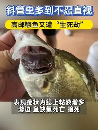 斜管虫多到不忍直视!高邮鳜鱼又双叒叕遭“生死劫” 鳜鱼斜管虫 鳜鱼养殖 水产资讯 龙昌渔业