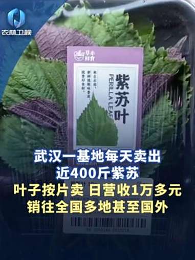 武汉一种植基地每天卖出近400斤紫苏 日营收1万多元 市场 紫苏 三农 蔬菜