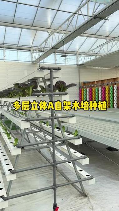 种菜不用土,不仅产量高而且更绿色健康,A字架无土栽培 无土栽培 农业种植 现代农业 农业科