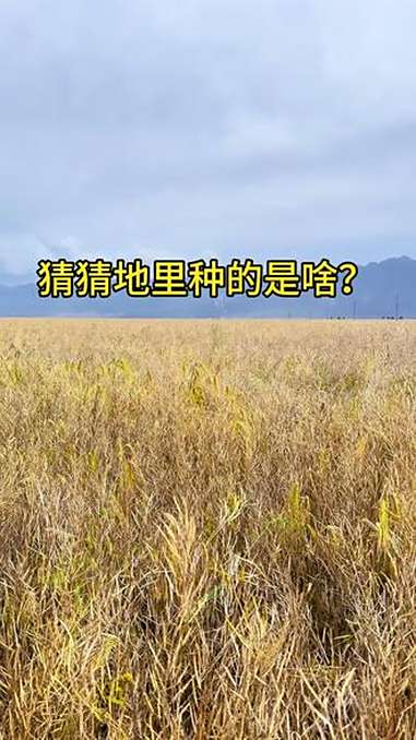 丰收季来咯 青海门源 丰收 丰收的季节 原生态乡村生活 长安花菜籽油