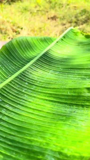 各种河边鱼 我的乡村生活 原创视频 野果种子