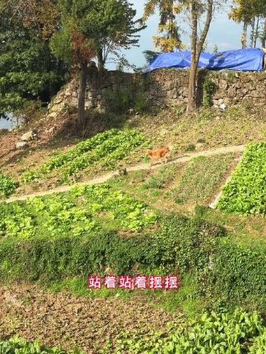 每次从鱼护里面把鱼倒出来,摆摆以为拿着鱼护就会有鱼,拿起鱼护就跑 金毛 萌宠出道计划 动物