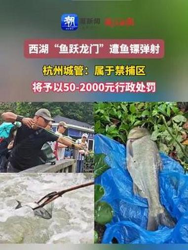 西湖“鱼跃龙门”遭鱼镖弹射 杭州城管:属于禁捕区,将予以50-2000元行政处罚 西湖 西