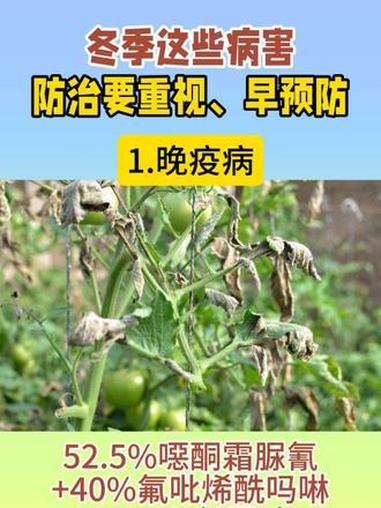 #农业种植 #蔬菜种植基地 #霜霉病 #灰霉病 #杀菌剂 冬季这些病害防治要重视、早预防!