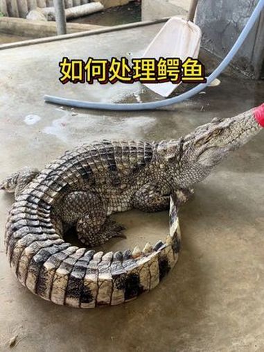想吃鳄鱼不会处理怎么办,养殖户手把手教你如何“制服”鳄鱼!作为一名鳄鱼养殖户,平时是如何杀