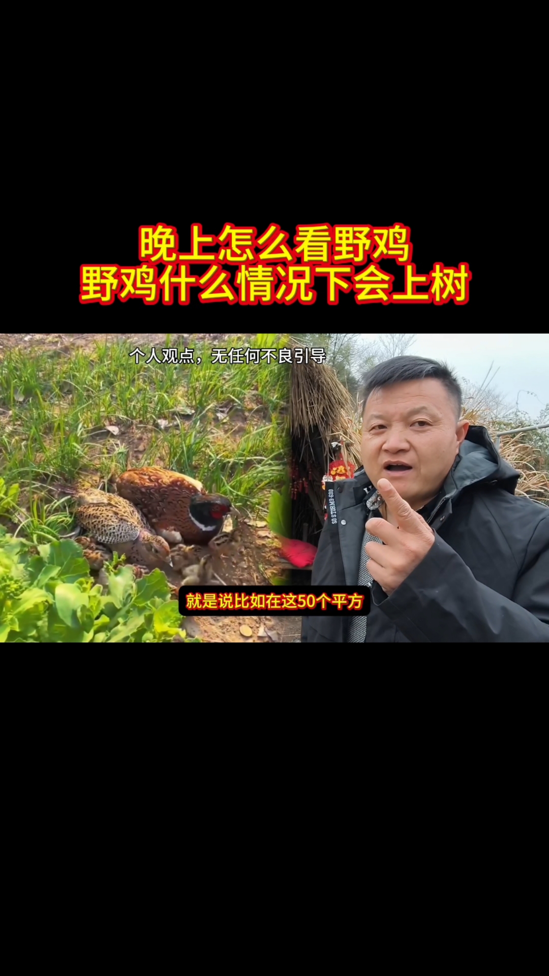 正常的野鸡他都不会上树,除非特殊情况特殊对待。