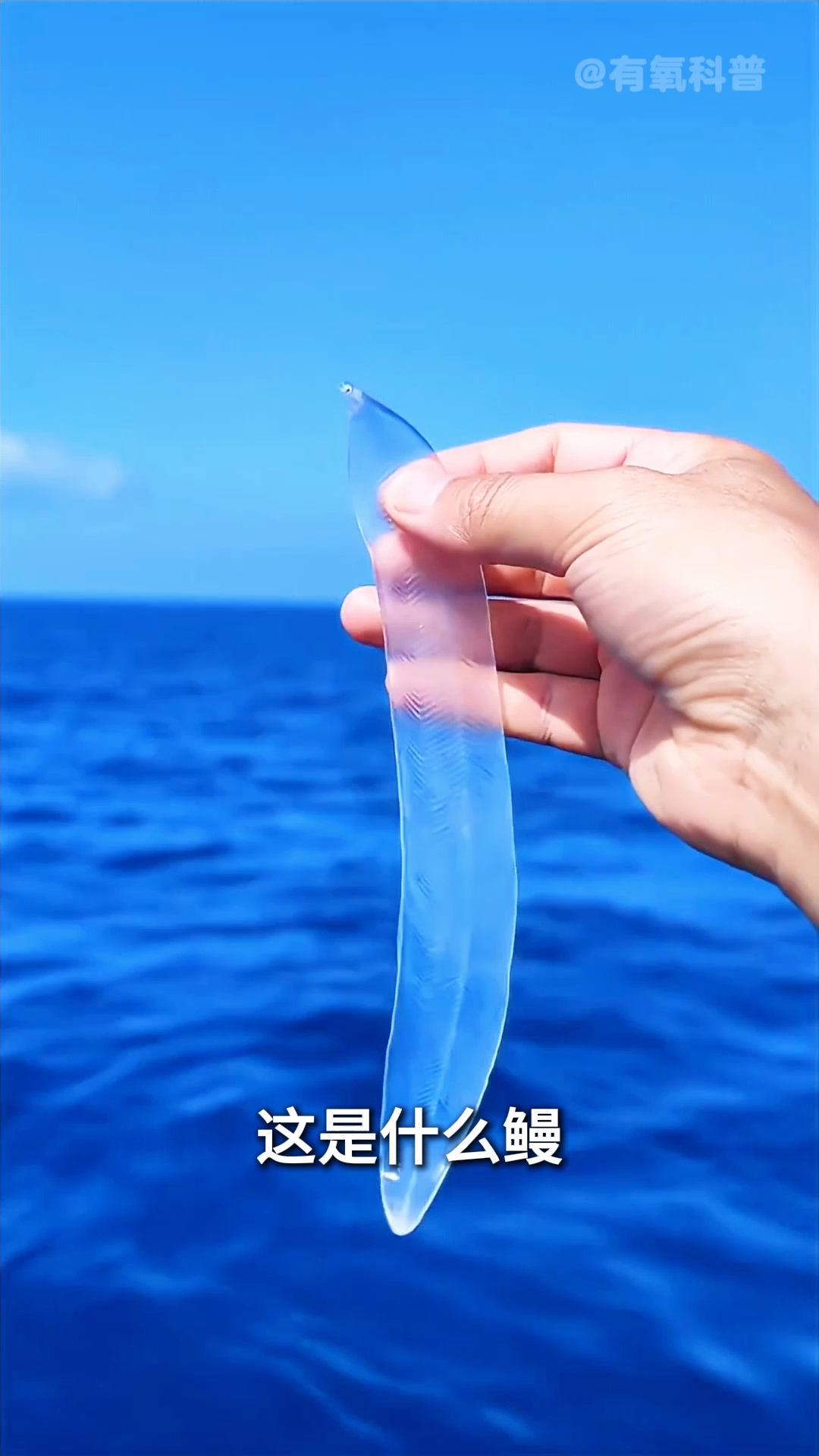 科普十几种鳗鱼！
