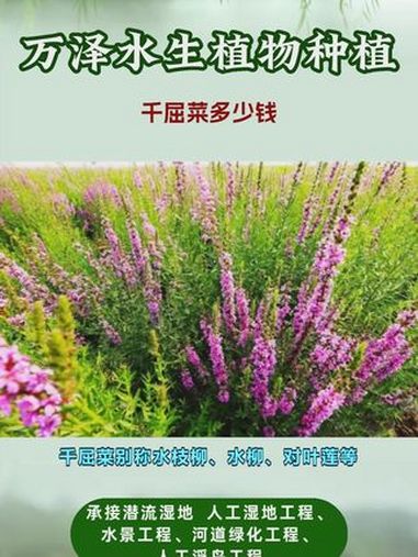 千屈菜种苗报价 千屈菜多少钱 千屈菜价格多少 千屈菜一平米种多少株