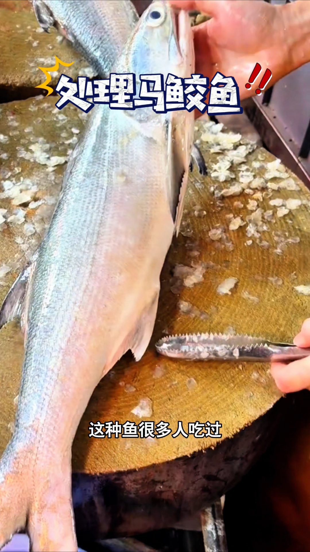 这种鱼很多人吃过,但是都不知道它长得这么呆头呆脑吧,其实这就