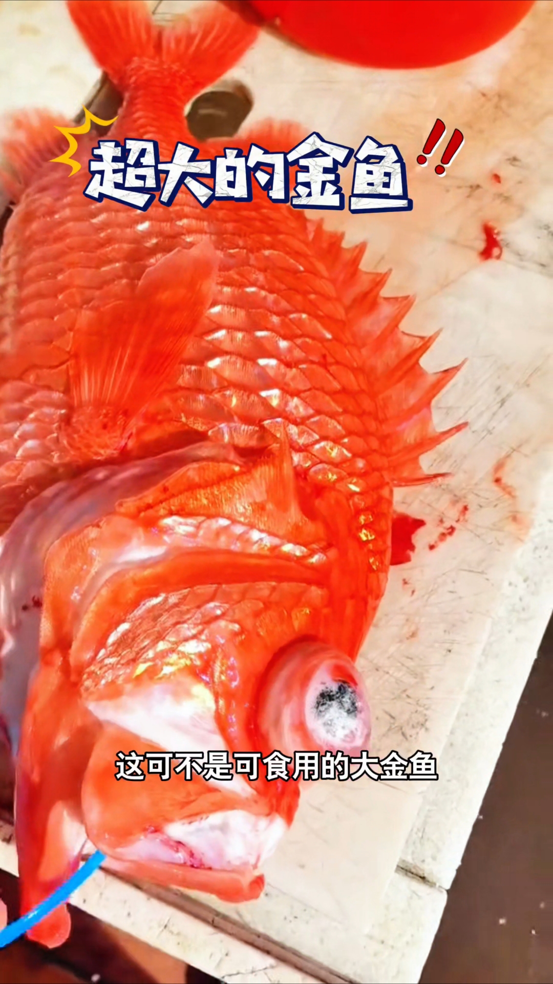 你们觉得这种大金鱼好吃吗?看起来可真肥啊#我的钓鱼日记  