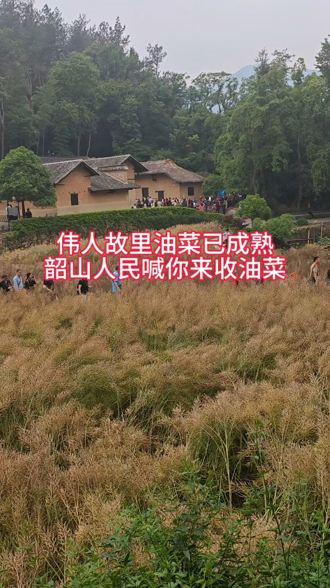 伟人故里油菜已成熟,祖籍地已是金色一片,韶山人民喊你来收油菜