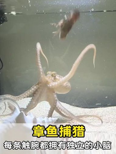 每条触腕都拥有自己的小脑,外加一个大脑,那岂不是有九个脑?动物科普 海洋生物 动物世界 章