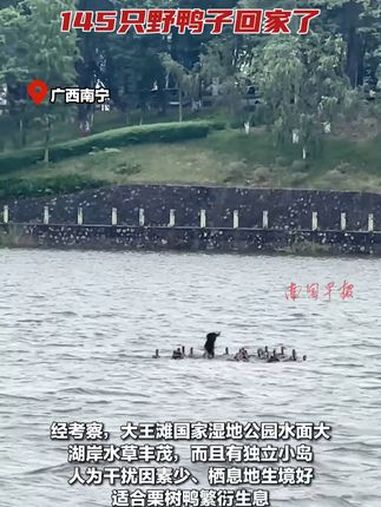 145只野鸭子回家了!国家二级保护动物栗树鸭在大王滩国家湿地公园被放归大自然 野鸭子 保护