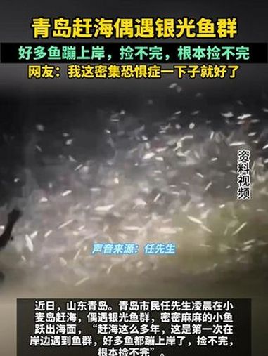 青岛赶海偶遇银光鱼群,好多鱼蹦上岸,捡不完,根本捡不完(来源:先锋新闻)