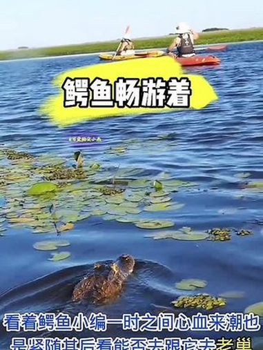 鳄鱼畅游着 野生动物零距离 鳄鱼 动物世界 万物皆有灵性 热门