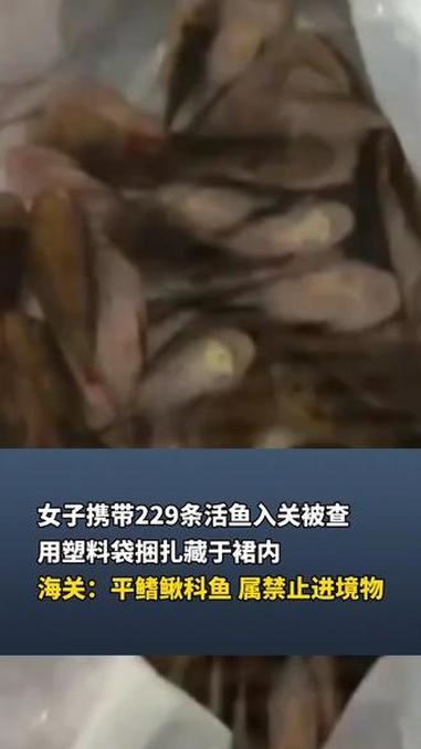 女子携带229条活鱼入关被查用塑料袋捆扎藏于裙内海关:平鳍鳅科鱼 属禁止进境物
