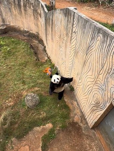 小企鹅舜是一个听话又调皮的熊猫 大熊猫 熊猫的生活有多惬意 大熊猫舜舜 萌到爆炸了