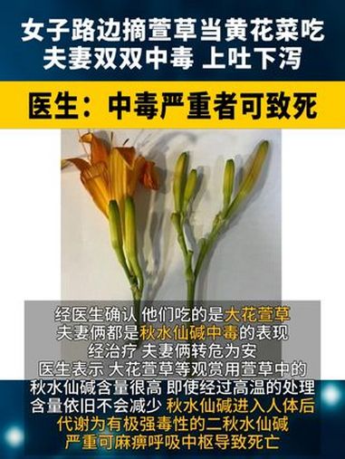 浙江 女子路边摘萱草当 黄花菜 吃,夫妻 双双 中毒,上吐下泻!医生:中毒严重者可致死 野