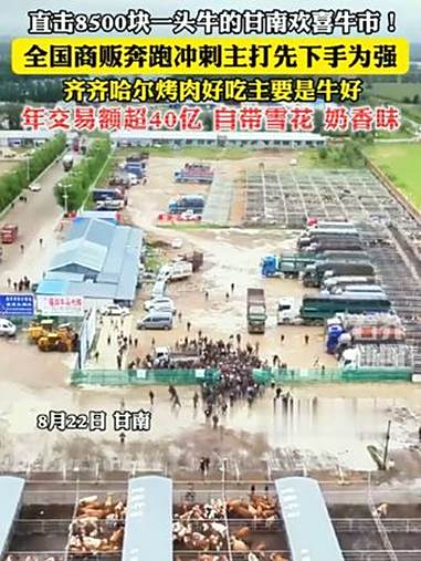 直击8500块一头牛的甘南欢喜牛市!全国商贩奔跑冲刺主打先下手为强,齐齐哈尔烤肉好吃主要是