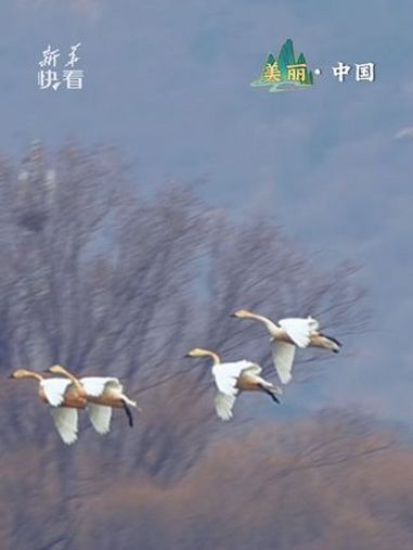 这一幕太美了!整齐划一、翩然而至,摄影师@爱摄影CH 拍下迁徙的白天鹅群在昆明湖轻盈着陆 