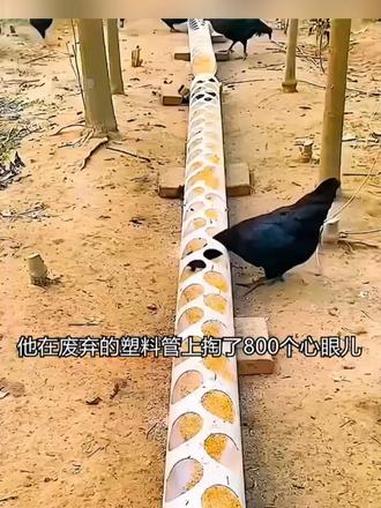可生食黑凤乌鸡蛋,相信我,没吃过的真心可以试试#可生食鸡蛋 #无菌蛋可生食 #黑鸡蛋 #优