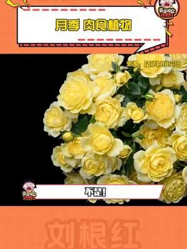 月季原来是食肉植物 月季 花肥 月季原来是食肉植物