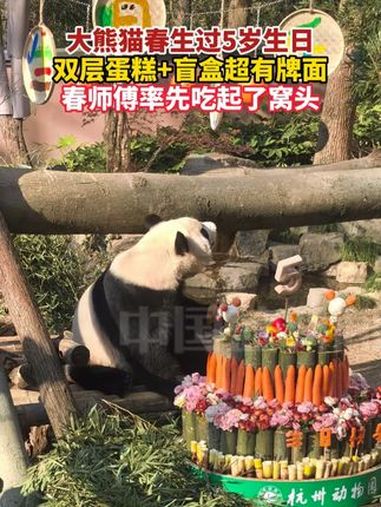 大熊猫春生过5岁生日,双层蛋糕+盲盒超有牌面,春师傅率先吃起了窝头 大熊猫