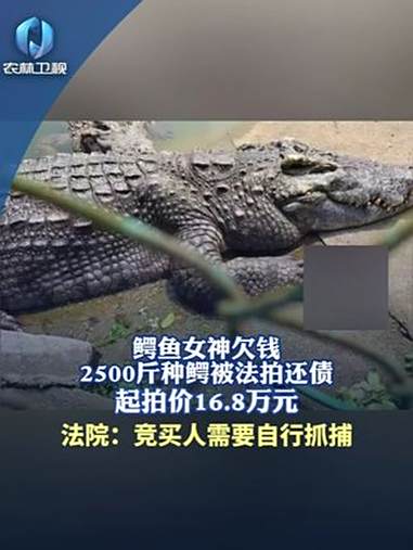 “鳄鱼女神”欠钱 2500斤种鳄被法拍还债 鳄鱼 法拍