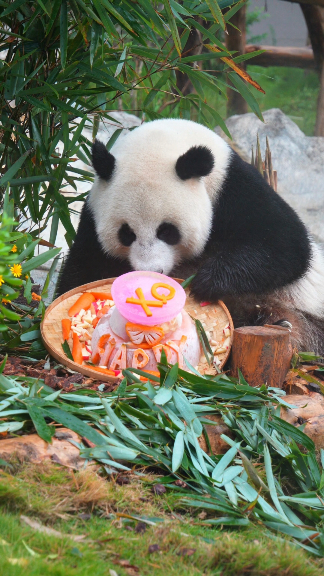 25.9.5绣球9岁生日快乐,小球球也好贴心听话呦～