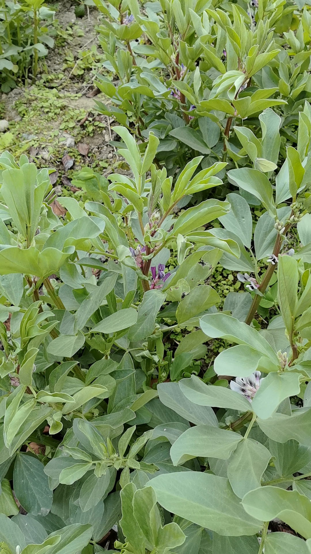 漂亮的胡豆花