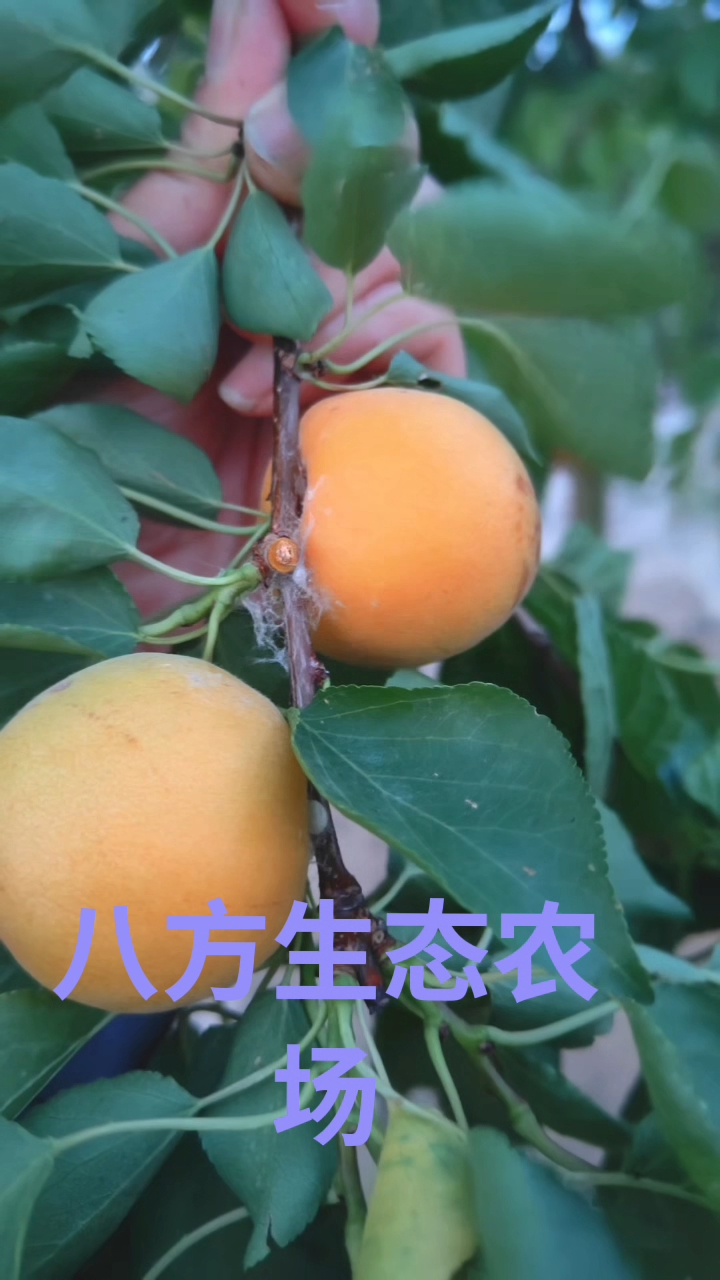 北方甘蔗种植