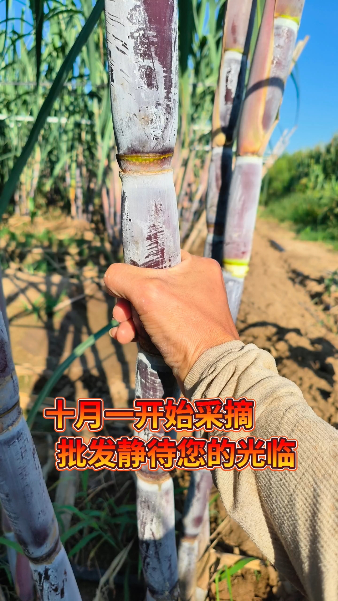 北方甘蔗种植
