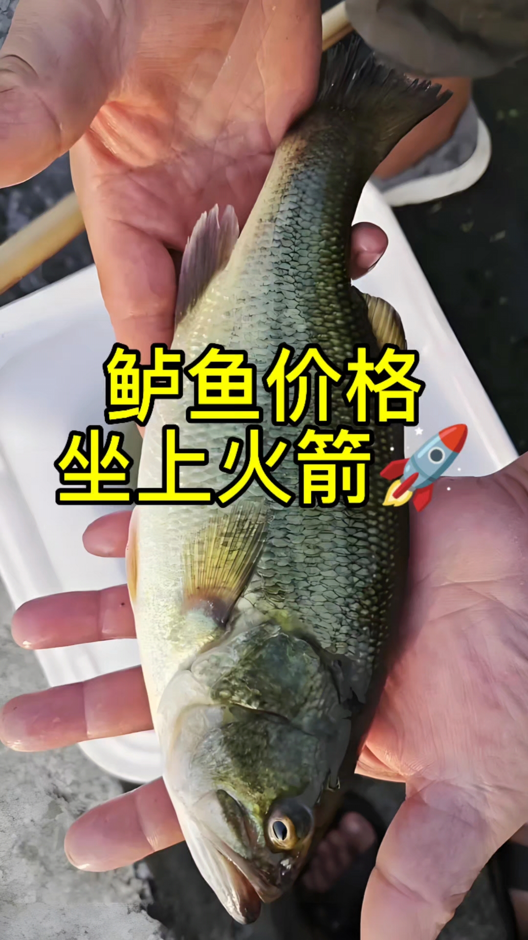 加州鲈鱼价格仿佛坐上了火箭,一天一个价,今年能不能突破30元