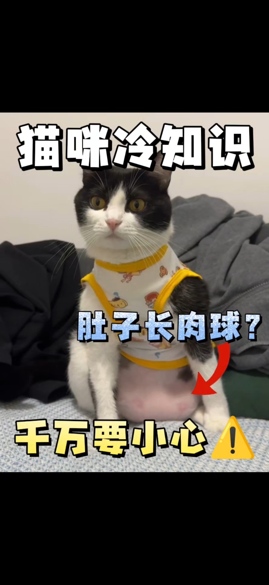 猫咪肚子长肉球,千万小心