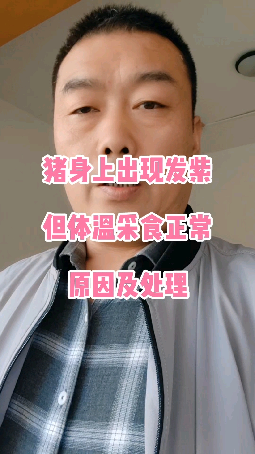 猪身上出现发紫,但体温采食正常,原因及处理!#猪#养猪#养猪