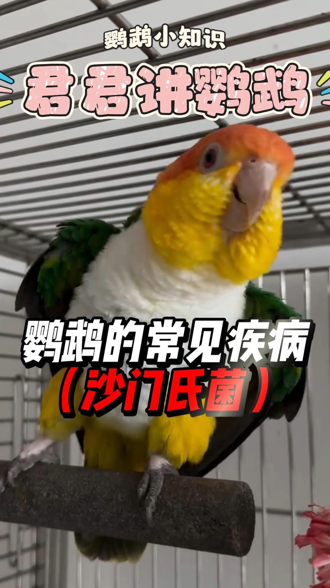 鹦鹉的常见疾病(沙门氏菌)