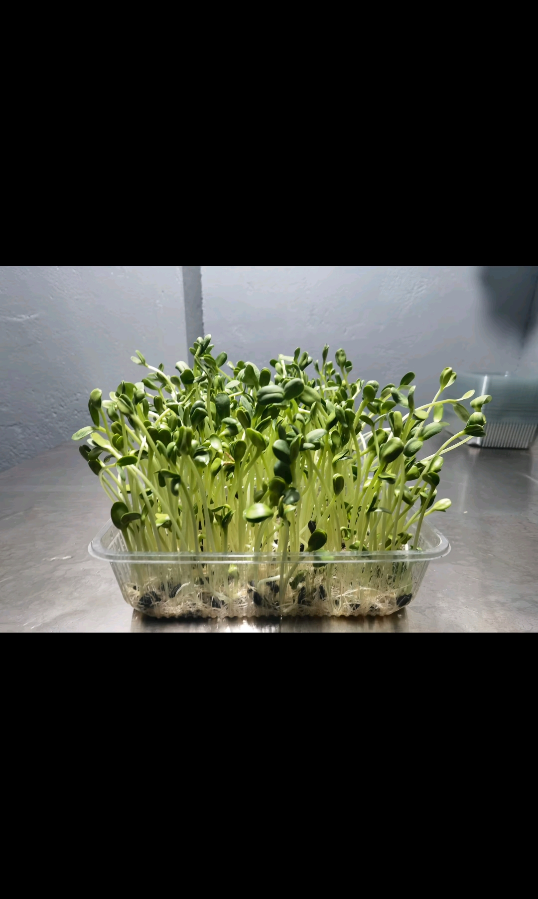 葵花芽苗菜营养丰富，绿色有有机蔬菜