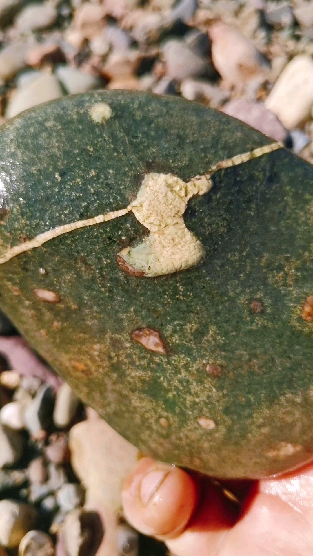 小鸭子戏水的画面，碧绿碧绿的水看看活的多自在