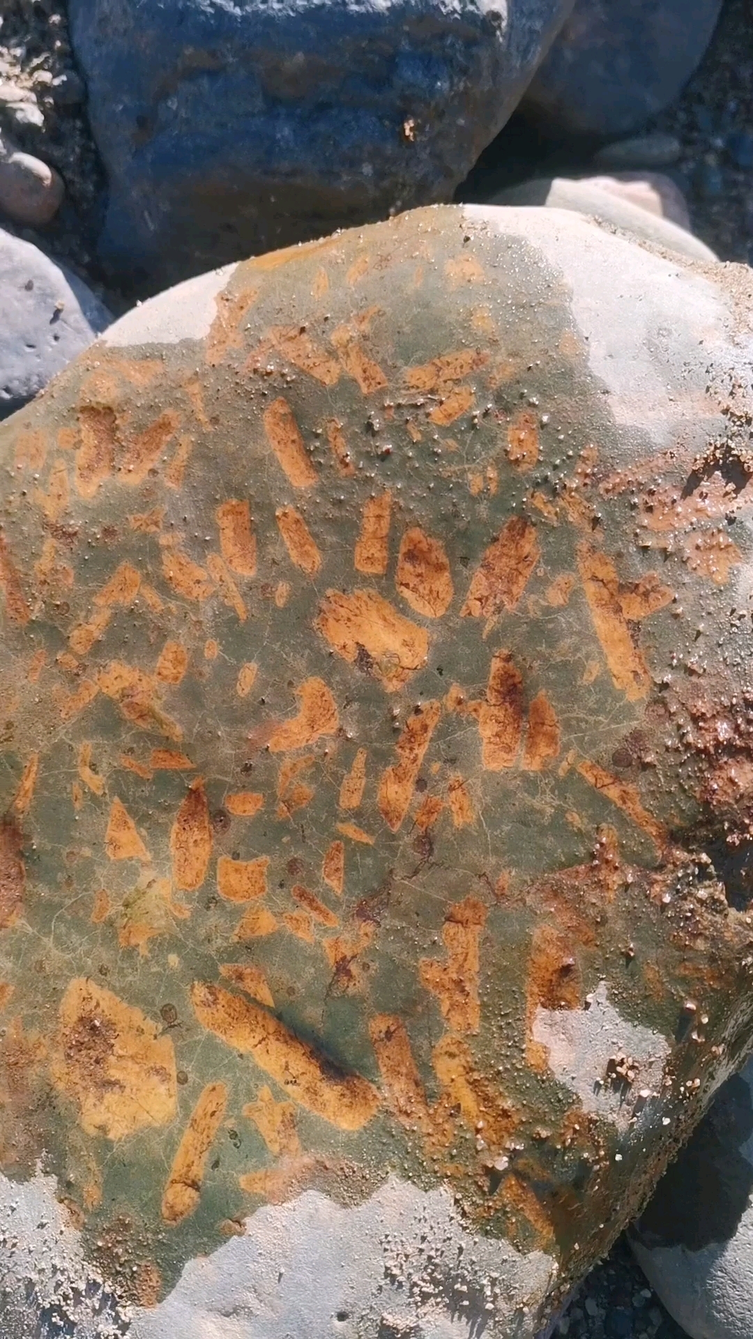 黄金茶叶石，这样的石头确实不错，有心想把它带走