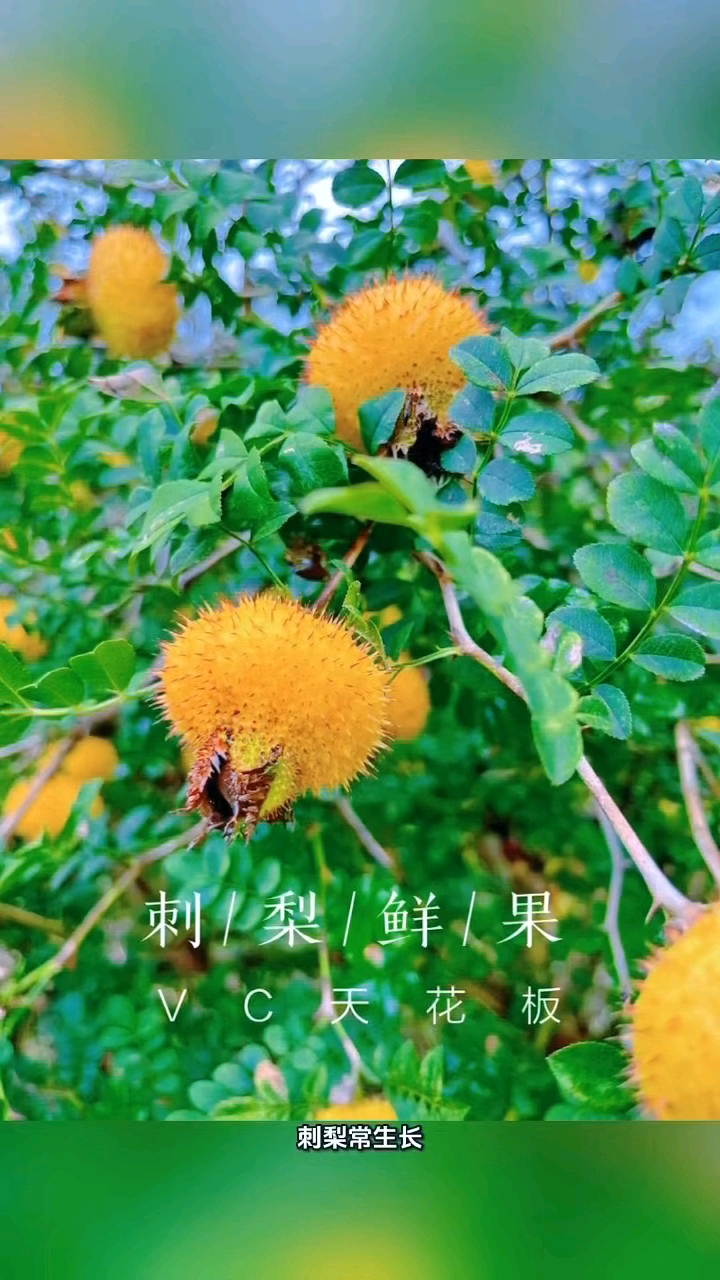 #一款超级好喝的贵州刺梨红茶,简直是饮料界的宝藏它的味道甜甜