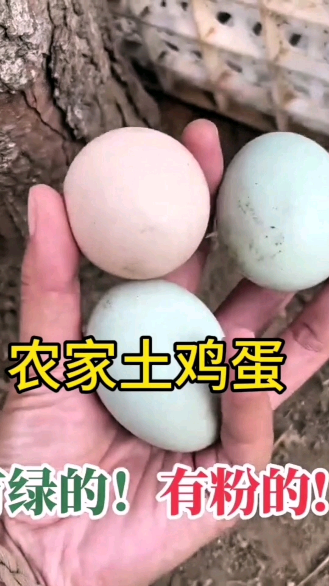 农家散养土鸡蛋：鲜香可口，没有土腥味，营养丰富，老少皆宜
