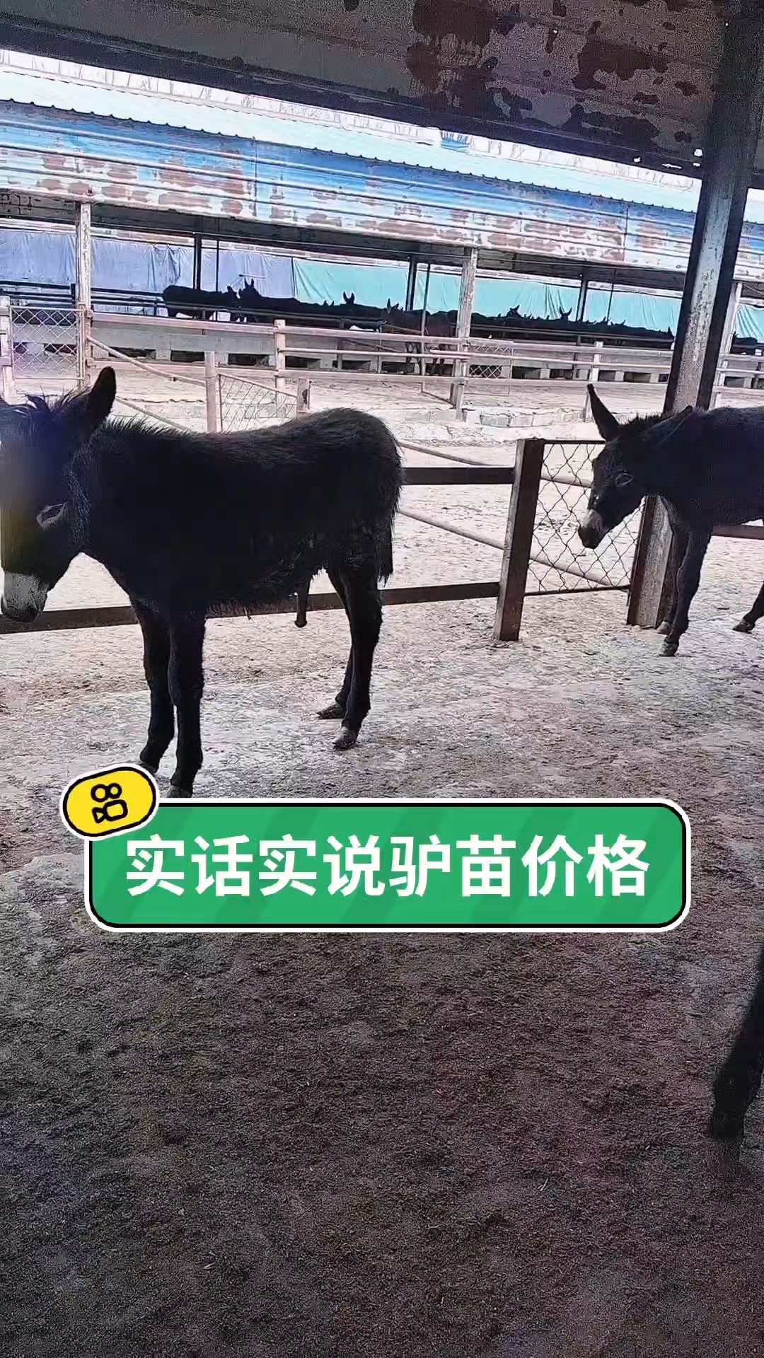一斤肉驴苗的价格是多少钱