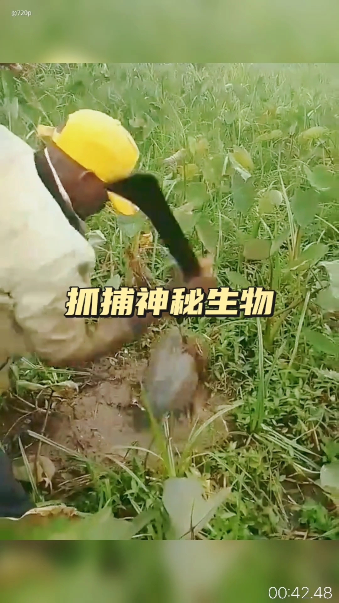 水里游泳的鸭子神秘失踪，二狗为了查明真相，在水里布设陷阱