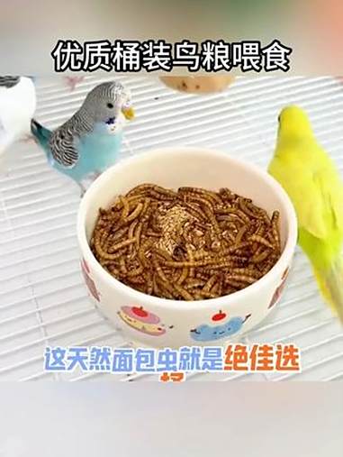 开饭啦，给鹦鹉吃这个面包虫，鹦鹉补充营养还很爱吃 鹦鹉
